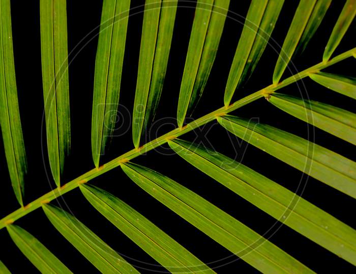 A green palm leaf image with dark background