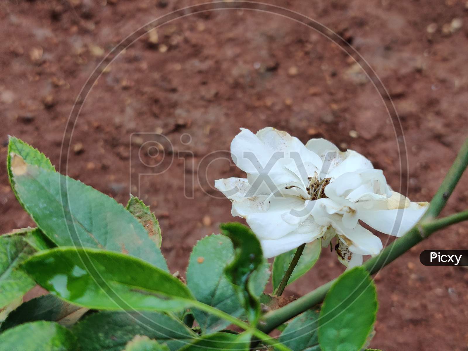 White rose in nature on green background