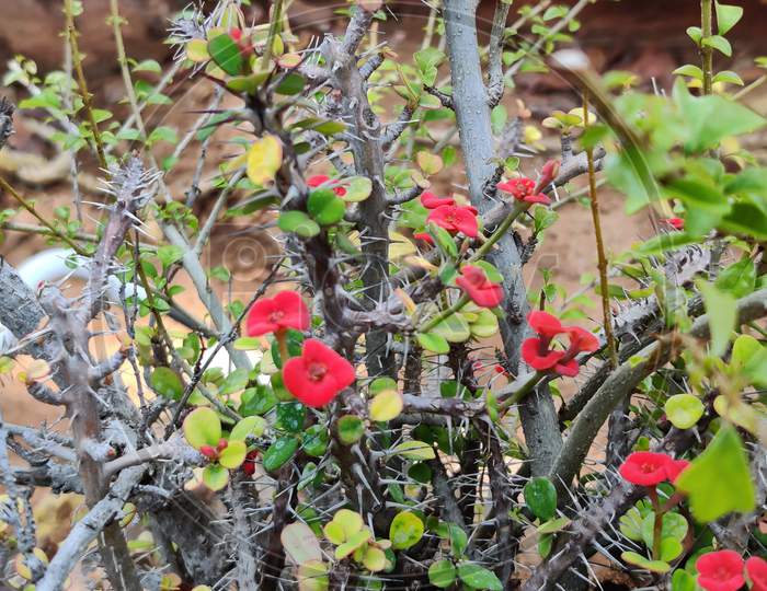 Image of Isolated euphorbia flower on green background,-AO586715-Picxy