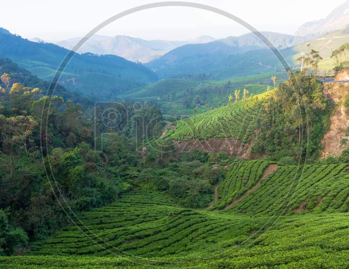 Tea Plantations Of Munnar
