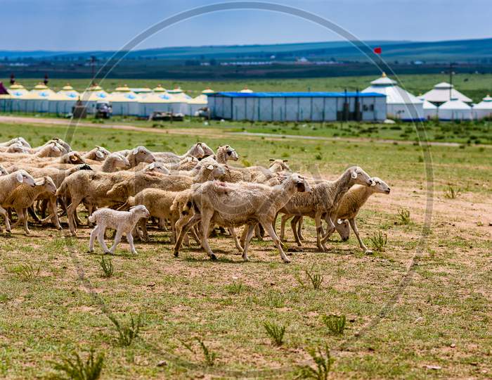 Sheep In The Grassland Of The Inner Mongolia With Yurt Tents In The Background