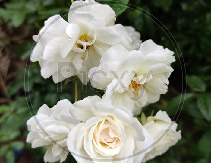 White roses in Garden with background blur