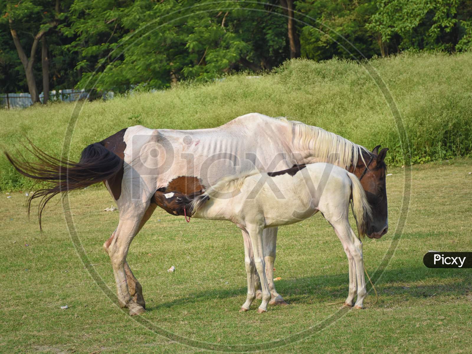 Mother Horse Feeding Her Foal, Baby In Countryside, Farming.