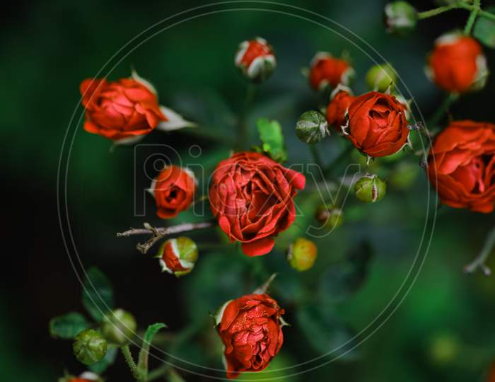 red roses with rose buds and green leaves
