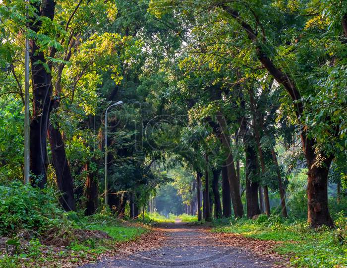 Walkway Through The Acharya Jagadish Chandra Bose Indian Botanic Garden Of Shibpur, Howrah Near Kolkata.
