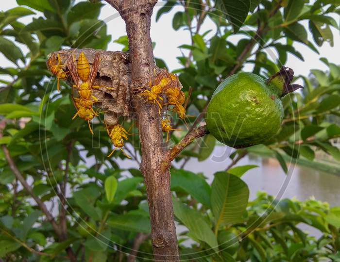 Wasp has built a base to live on a guava tree.