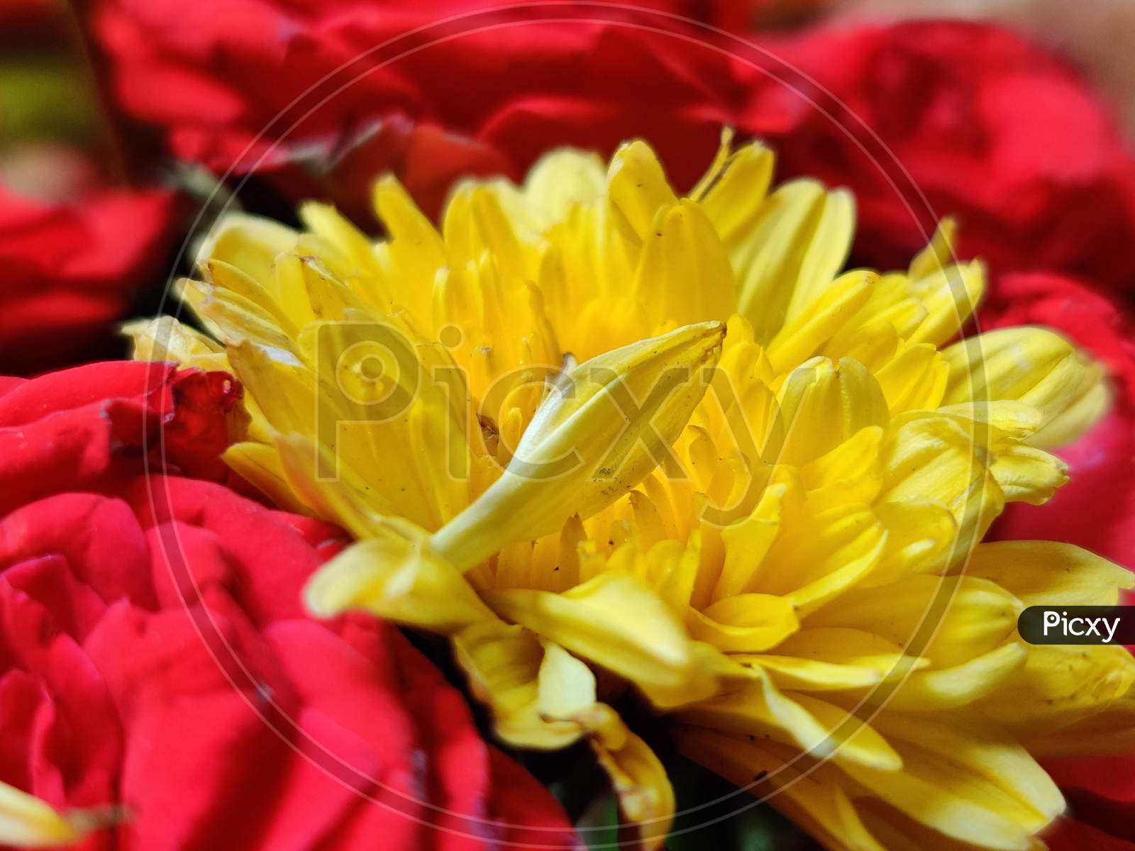 Image of yellow coloured chamanthi flowers in india-GM523164-Picxy