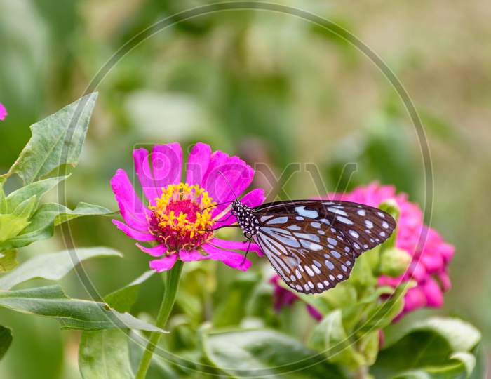 Beautiful Dark Blue Tiger Butterfly Is Collecting Nectar From Common Zinnia Flower In Nature, With Blurred Background (Selective Focus)