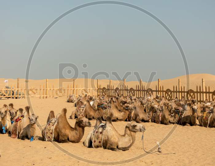 Two-Humped Bactrian Camels In Kubuqi Desert, Inner Mongolia Province Of China