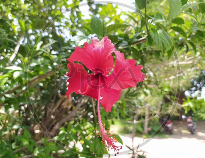 Big flower of hibiscus and the green leaves at the background