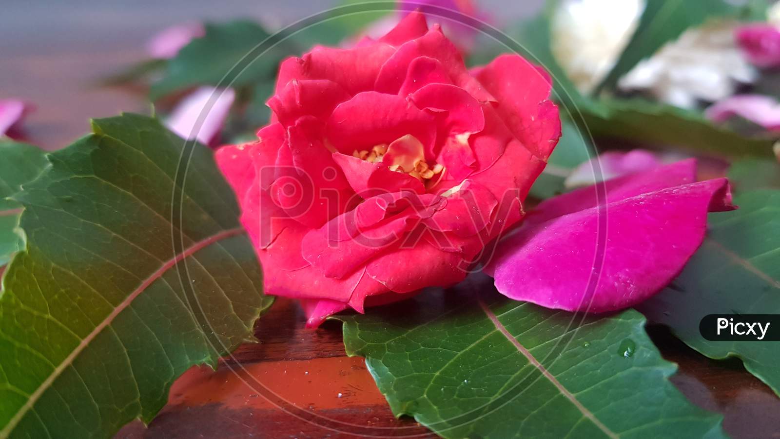 Pink rose in nature on wood background