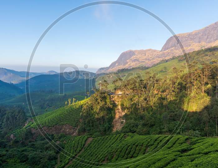 Munnar Tea Estate And The Hills