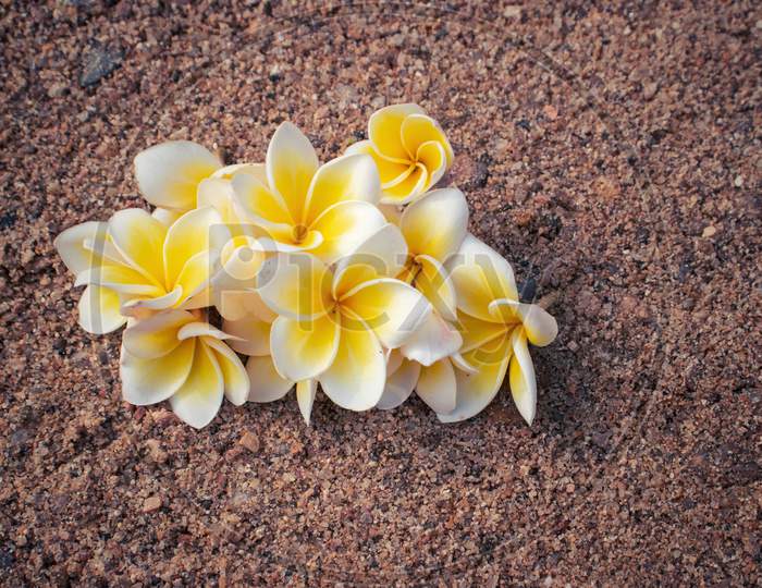 Plumeria Flowers On Sand, Perfect For Wallpaper