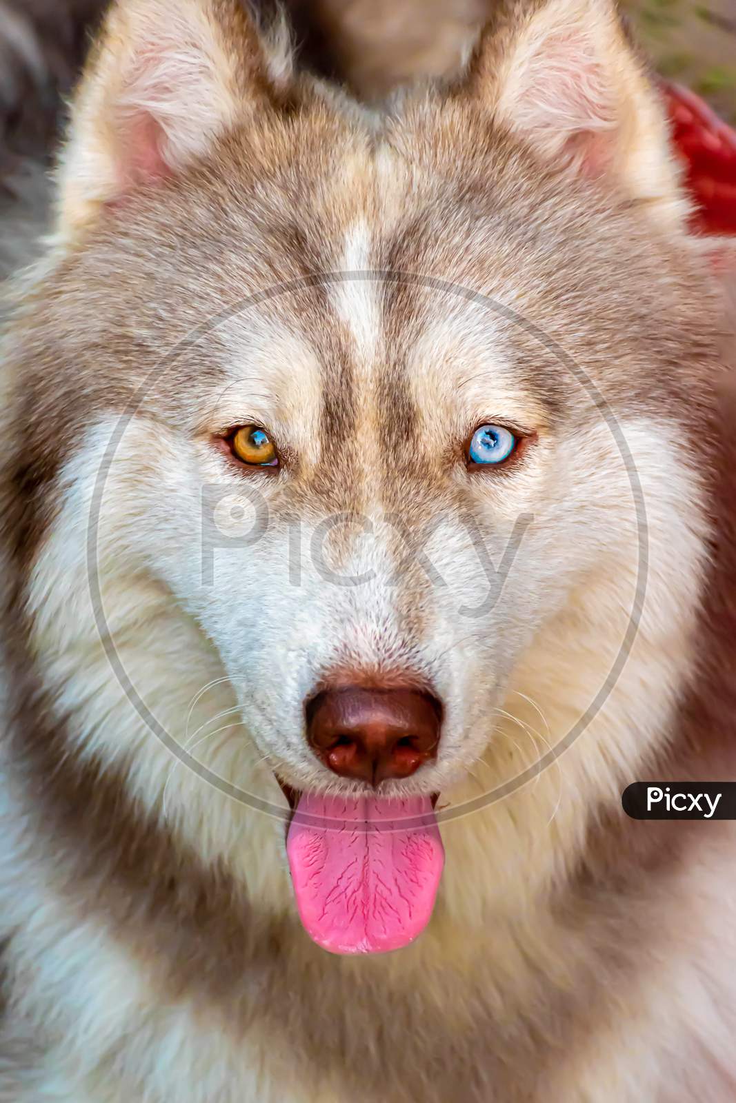 Portrait Of Siberian Husky Dog With Multi-Coloured Eyes Isolated