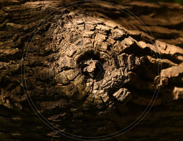 Close Up Of Tree Trunk And Tree Bark .