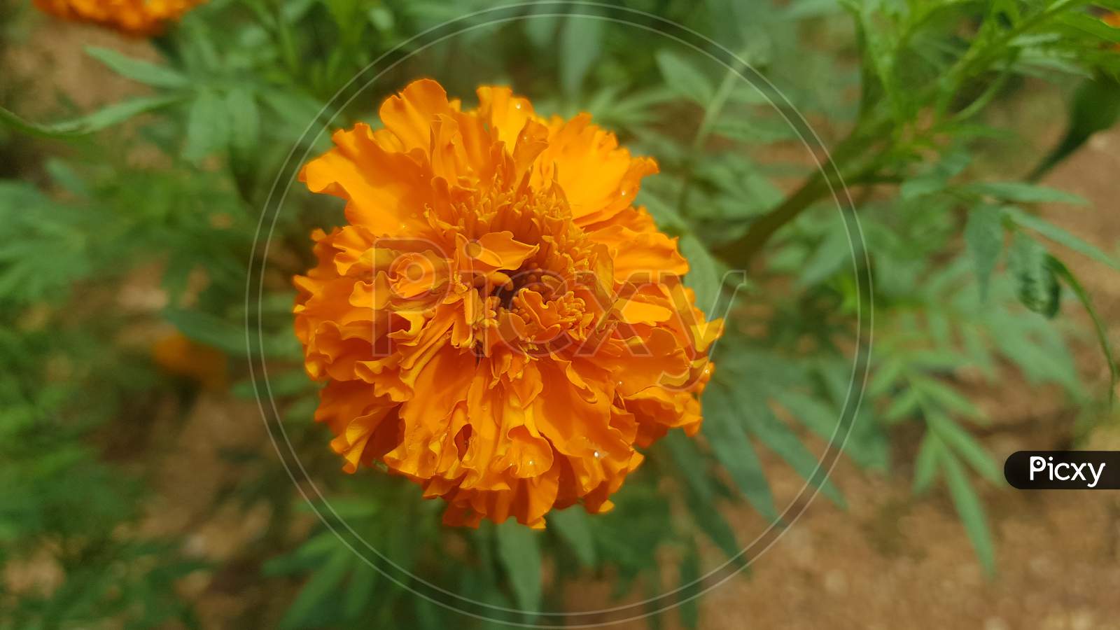 Beautiful marigold in the garden