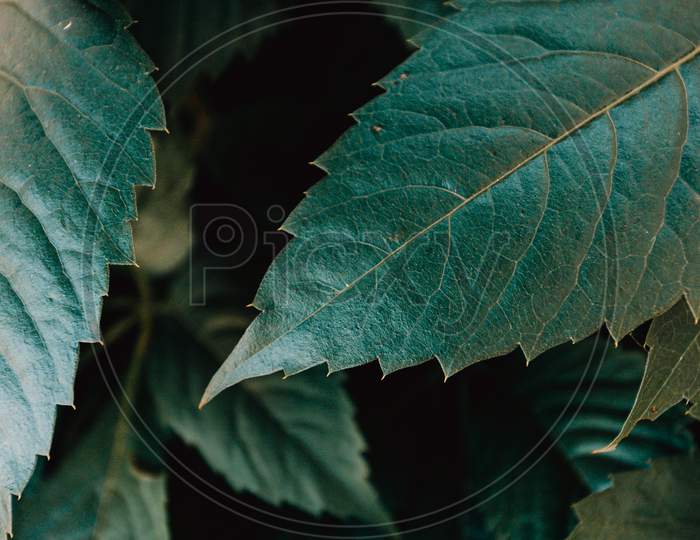 A Mockup Of Some Green Leaves