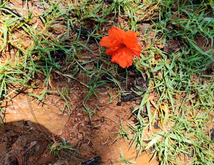 beautiful Cordia sebestena scarlet cordia Geiger tree flower bloom