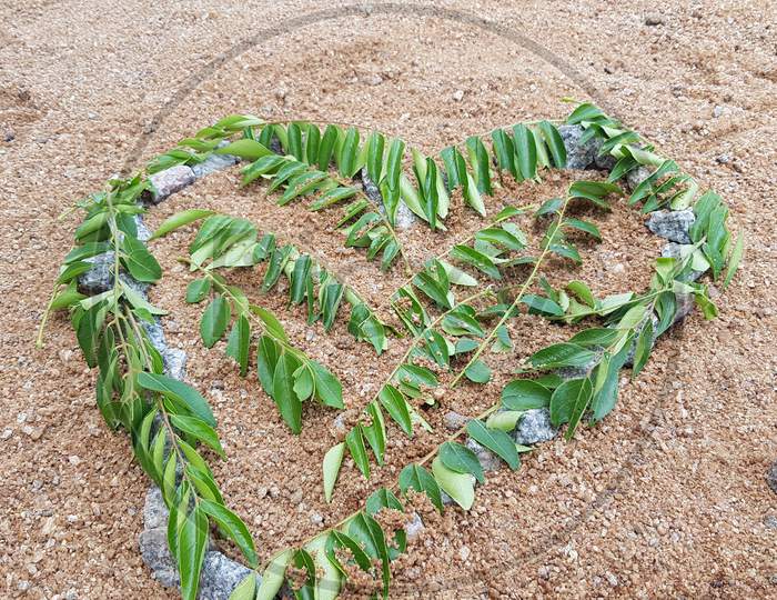 Heart shape Healthy curry leaves herb on sand background