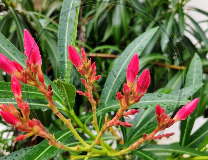 Close up view of Nerium oleander flowers and leaves