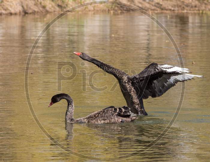 Black Swans Swimming In The Lake