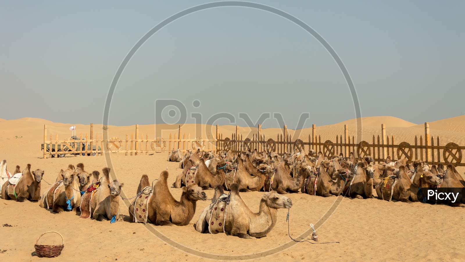 Two-Humped Bactrian Camels In Kubuqi Desert, Inner Mongolia Province Of China