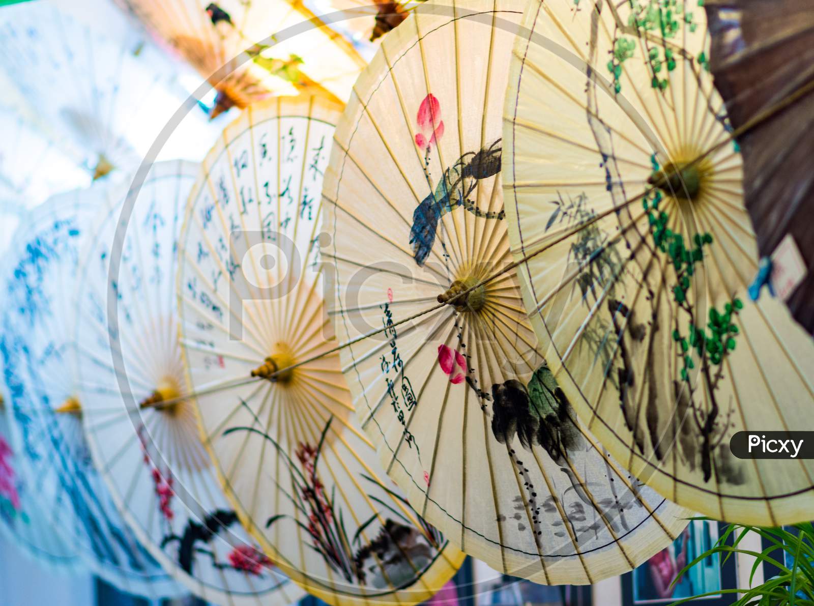 Decorated Chinese Oil-Paper Umbrellas On Display