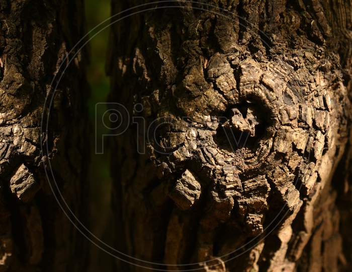 Natural Wood Background Stock Image With Text Space.