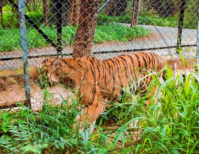 Tiger in bannerghatta national park