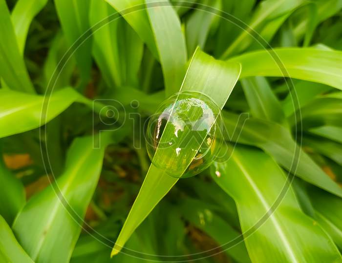 Green Leaf With Water Bubbles