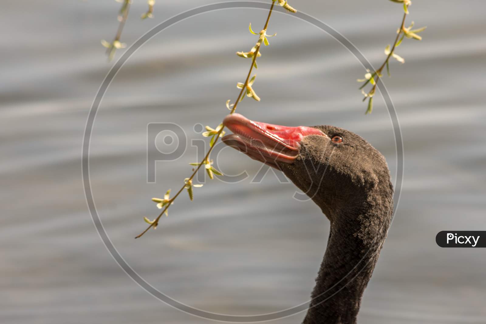 Black Swan Swimming In The Lake