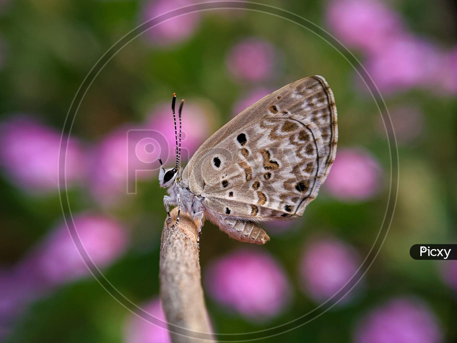 Closeup of a butterfly with pink background