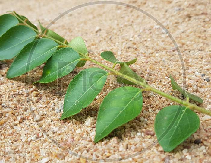 Healthy curry leaves herb on sand background