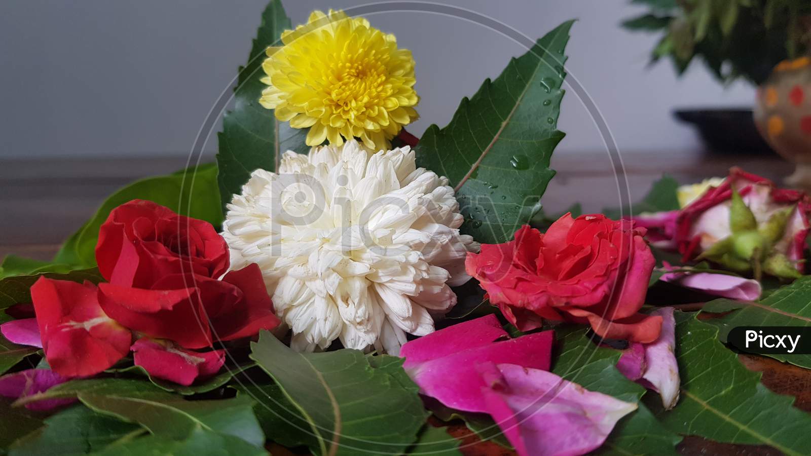 Image of white coloured chamanthi flowers in india-PN926916-Picxy