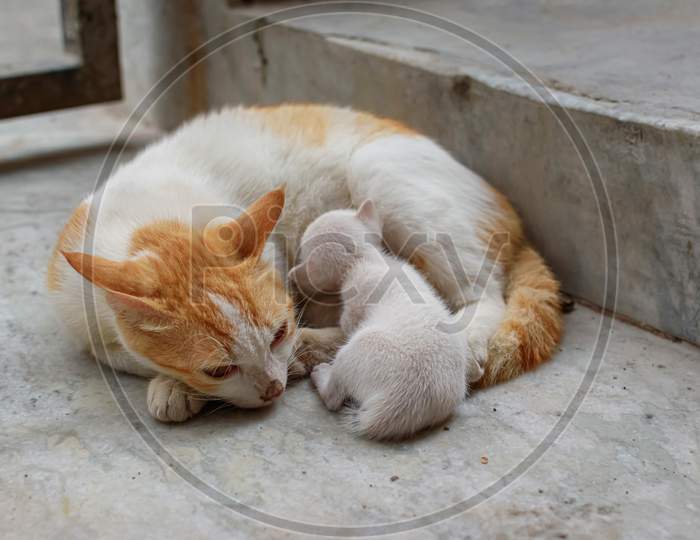 A Mother Cat In White And Brown Hair Feeding Her Kittens. Kittens Suck On A Cat’S Chest. Cat Lifestyle (Selective Focus)