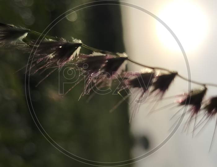 Grass flower photography with sunrise silhouette