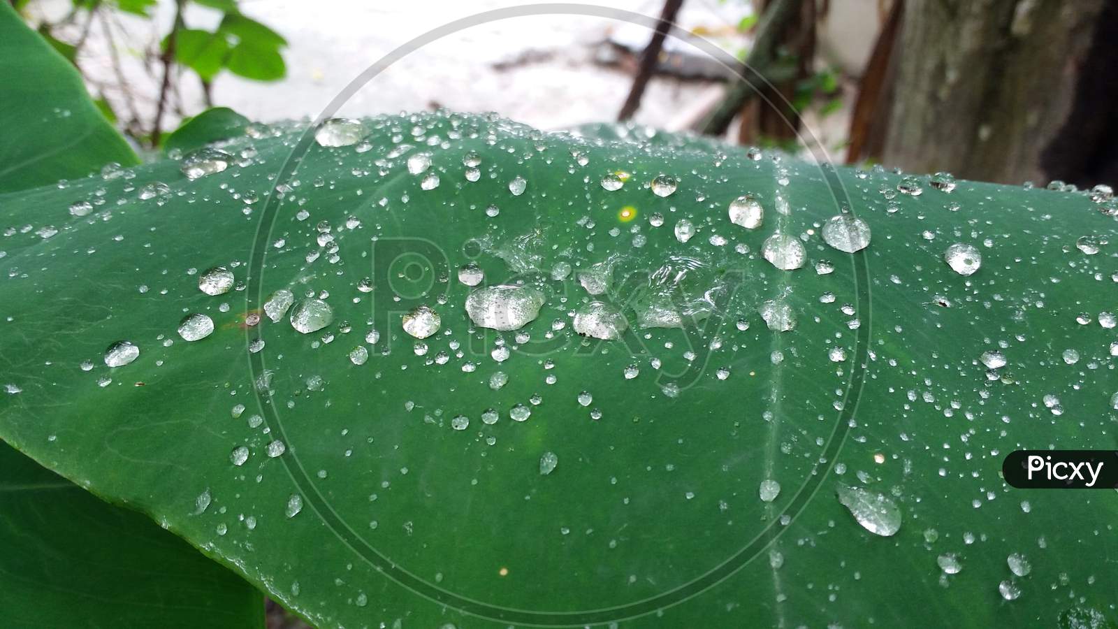 Green Leaf whit raindrops