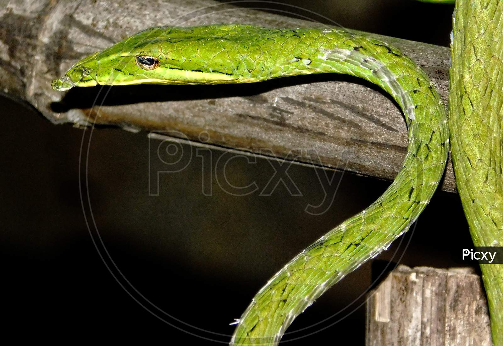 The green vine snake.