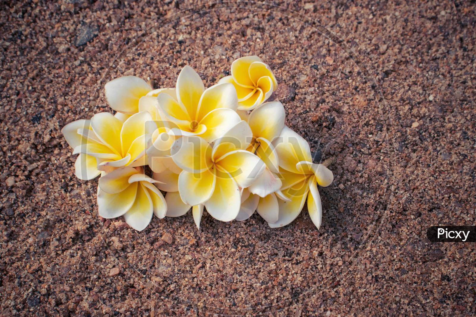 Plumeria Flowers On Sand, Perfect For Wallpaper