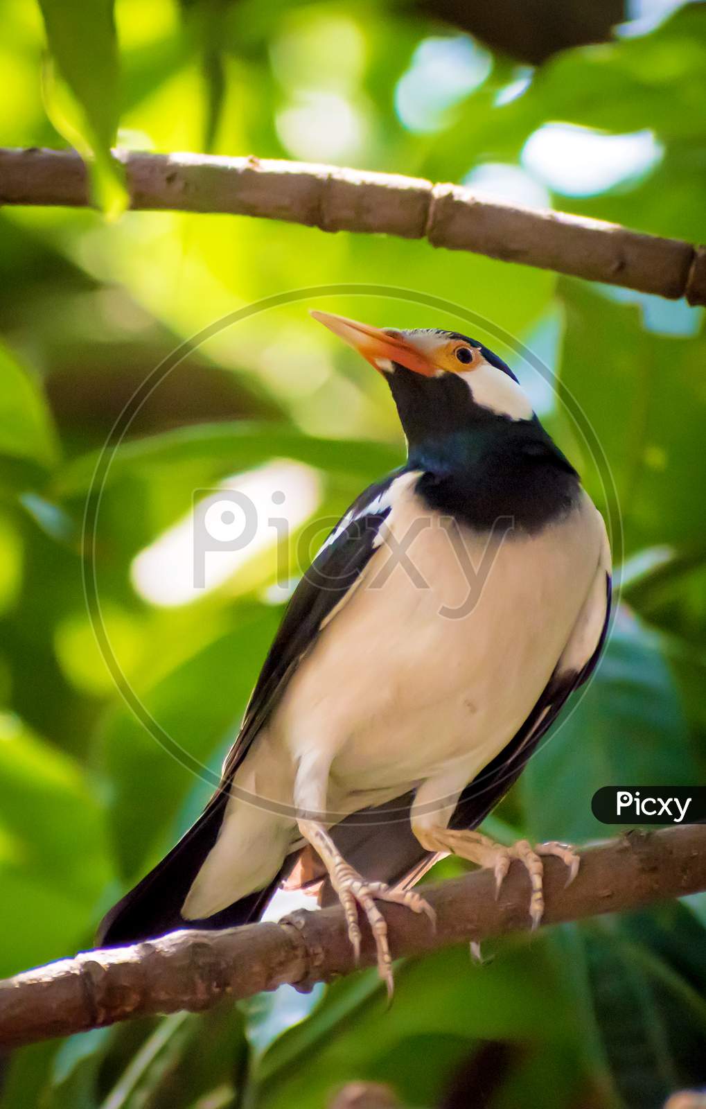 Asian Pied Starling Or Pied Myna