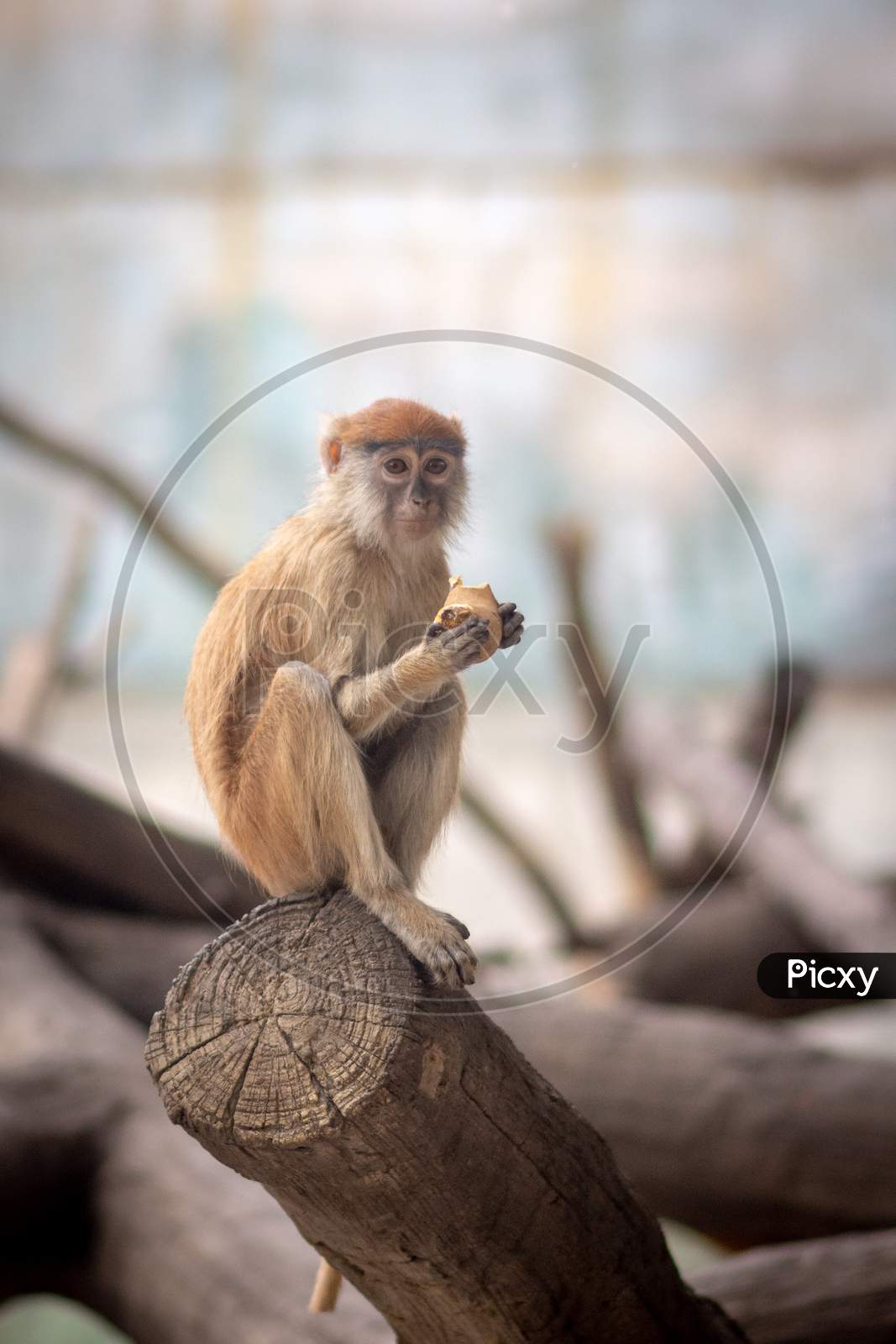 Monkey In Beijing Zoo