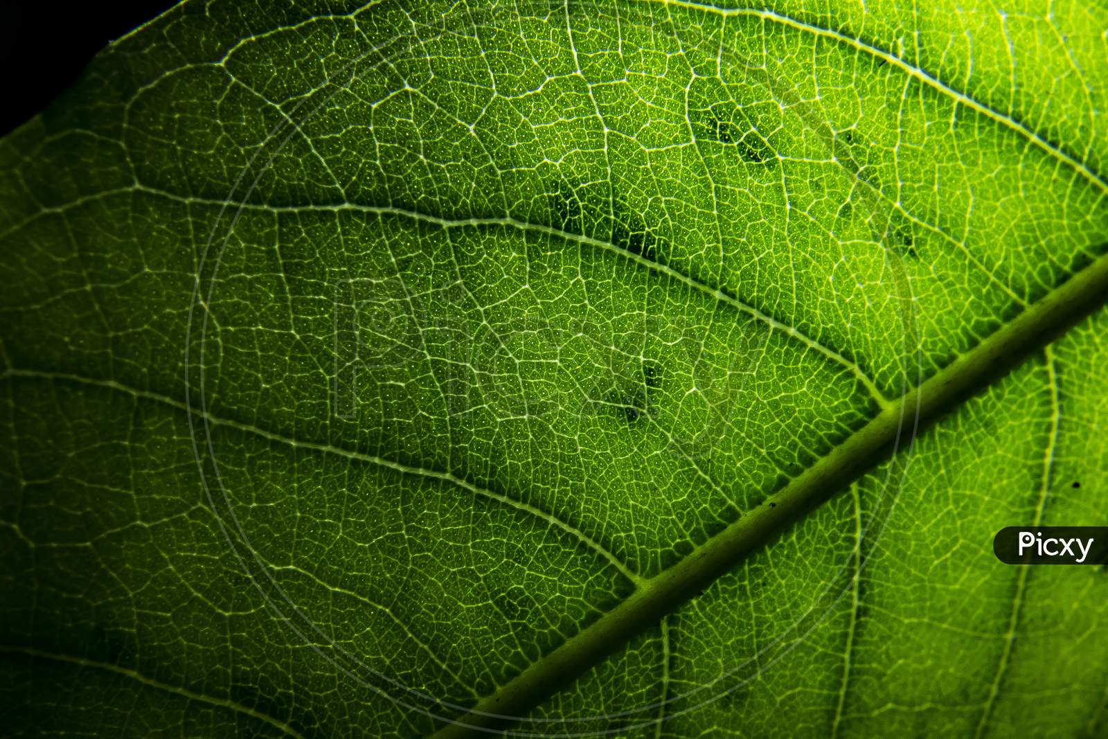 Leaf macro, leaf pattern close up