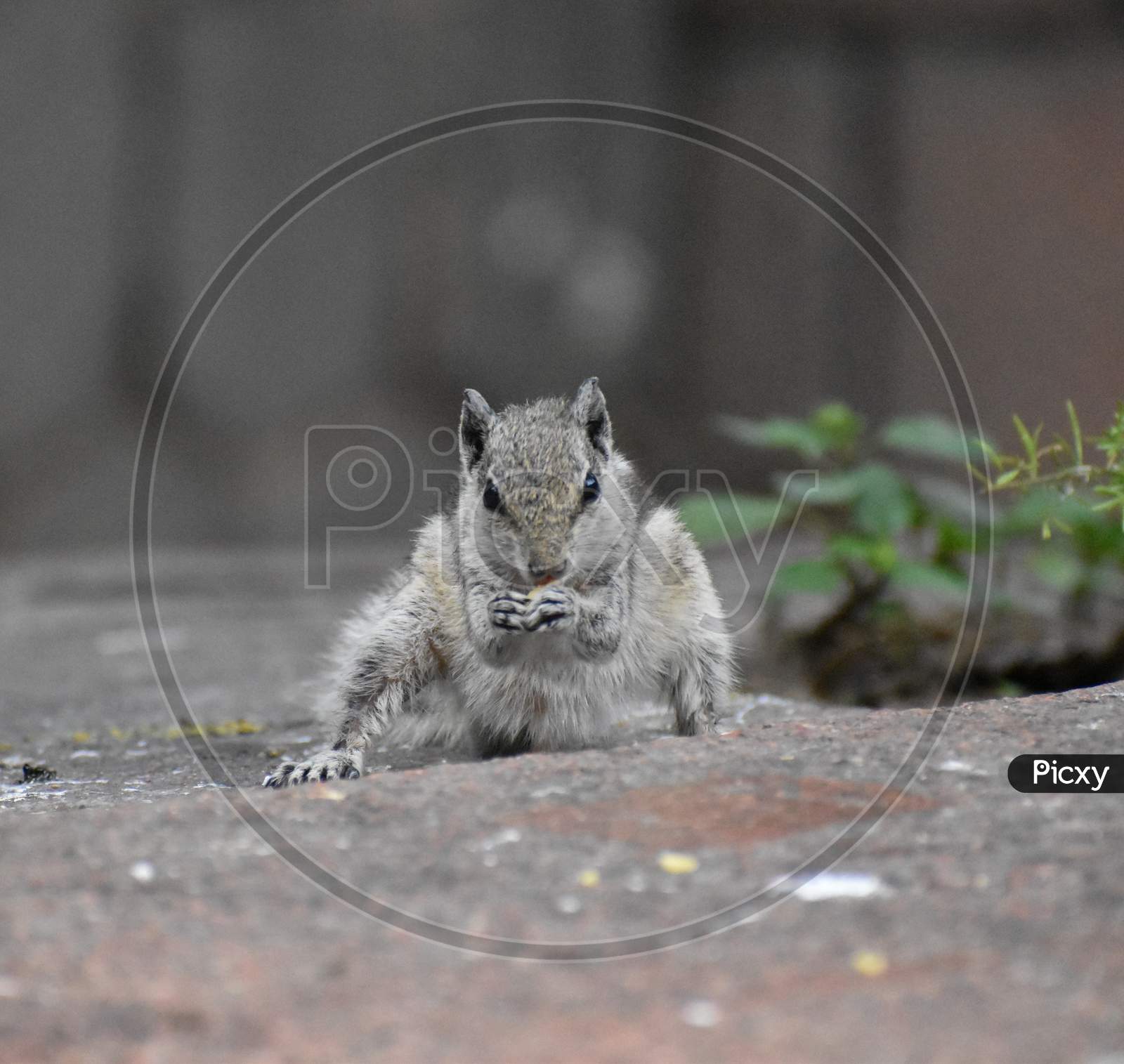 Indian squirrel, wildlife photography