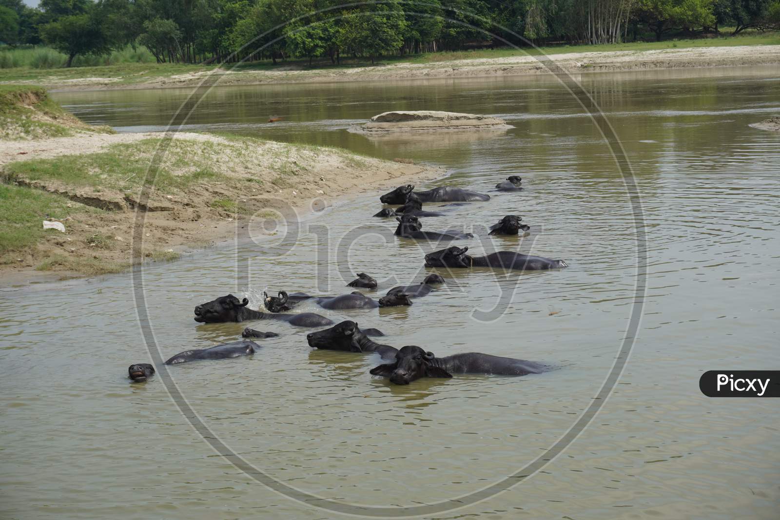 natural photo with buffalo in the river
