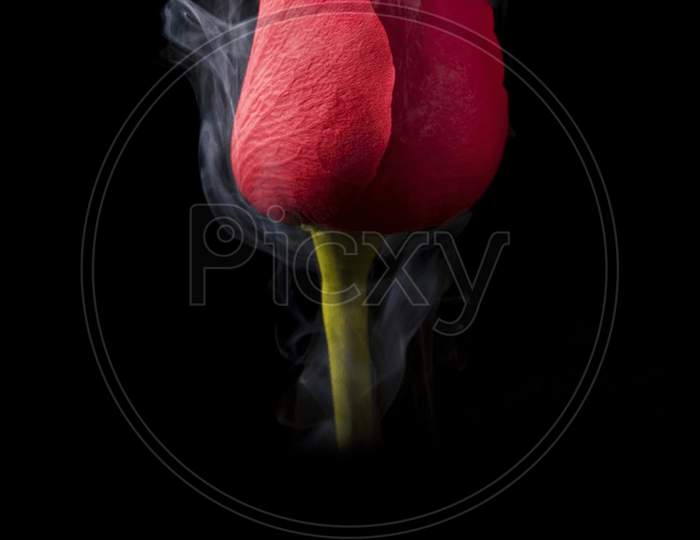 Smoking Rose
