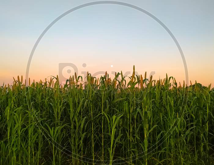 Sunrise Over The Millet Plants Field