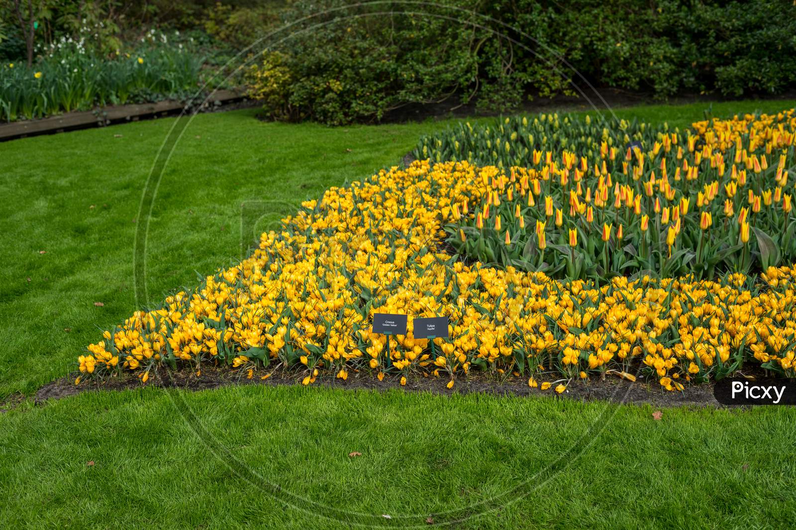 Flower Garden, Netherlands , A Yellow Flower In A Field