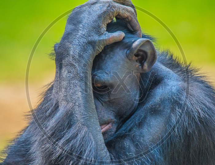 Chimpanzee thinking