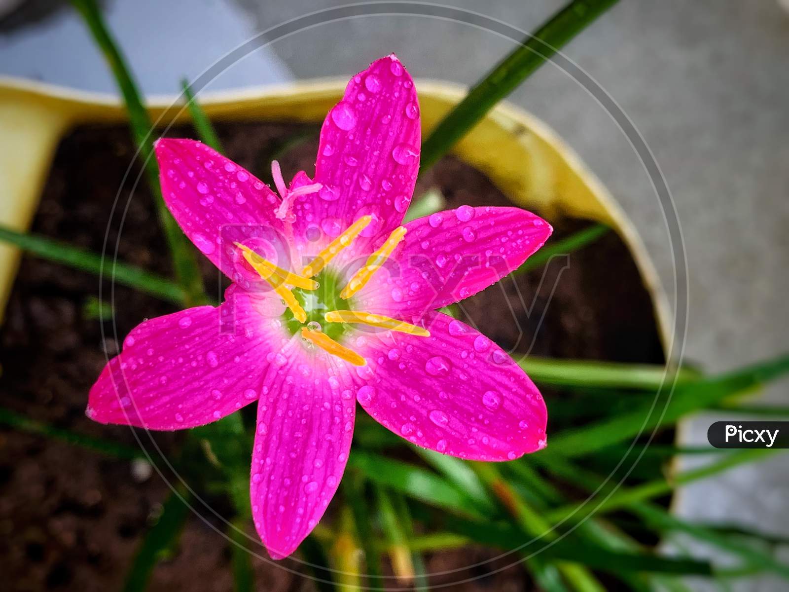 Lilli Flower - Pink Flower
