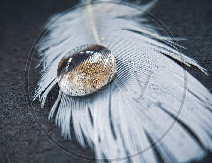 droplet on feather
